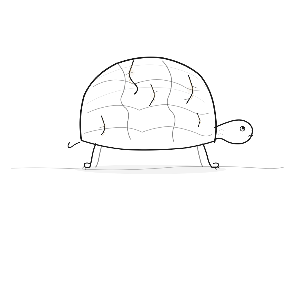 La tortue fissurée